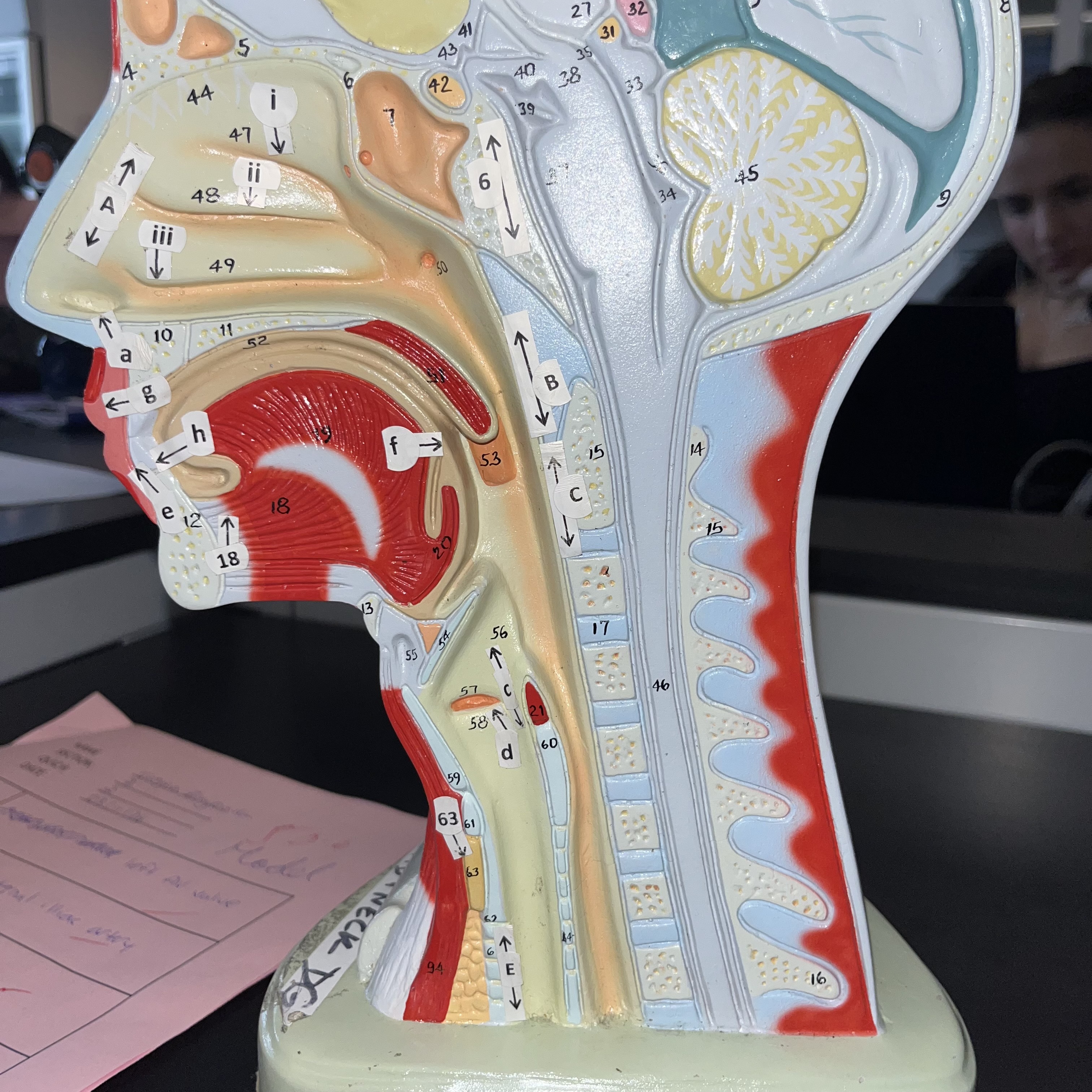 <p>57 (identification only)</p>