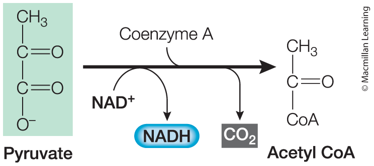 <p>Acetate</p>