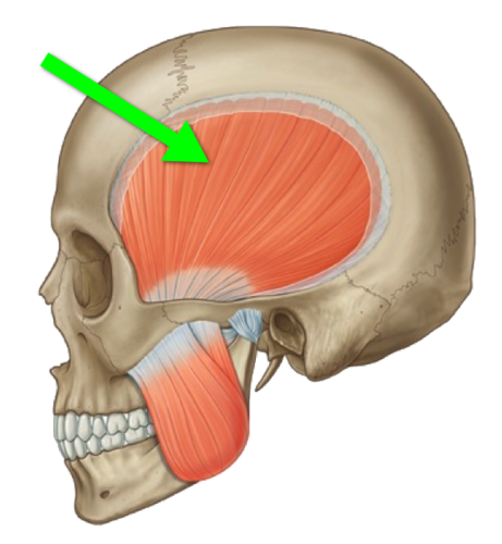 <p>Muscle by your temples </p>