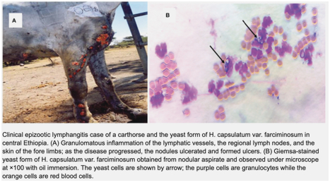 <p><strong>Clinical Signs</strong><span> The hallmark clinical sign of epizootic lymphangitis is the development of firm, painful nodules along the lymphatic vessels, typically progressing to ulceration and purulent discharge. The most commonly affected regions are the limbs, neck, chest, and head, although the disease can involve any part of the body where the lymphatic vessels are prominent.</span></p><p><strong>Classic clinical signs include:</strong></p><ul><li><p class="preFade fadeIn">Nodular lesions along lymphatic vessels</p></li><li><p class="preFade fadeIn">Ulceration of nodules, with thick, creamy pus</p></li><li><p class="preFade fadeIn">Swelling of affected limbs, leading to lameness</p></li><li><p class="preFade fadeIn">Regional lymphadenitis</p></li><li><p class="preFade fadeIn">Weight loss and progressive weakness in chronic cases</p></li><li><p class="preFade fadeIn">Fever may occur during acute exacerbations</p></li></ul><p class="preFade fadeIn">The disease often presents in a chronic, relapsing manner, with periods of exacerbation followed by partial remission.</p>