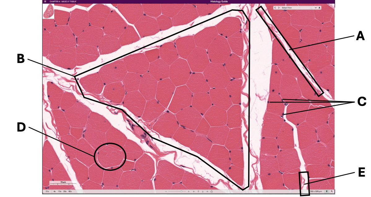 <p>Which letter indicates multiple nuclei?</p>