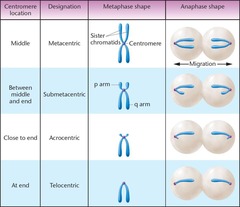 <p>Metacentric, submetacentric, acrocentric, and telocentric.</p>