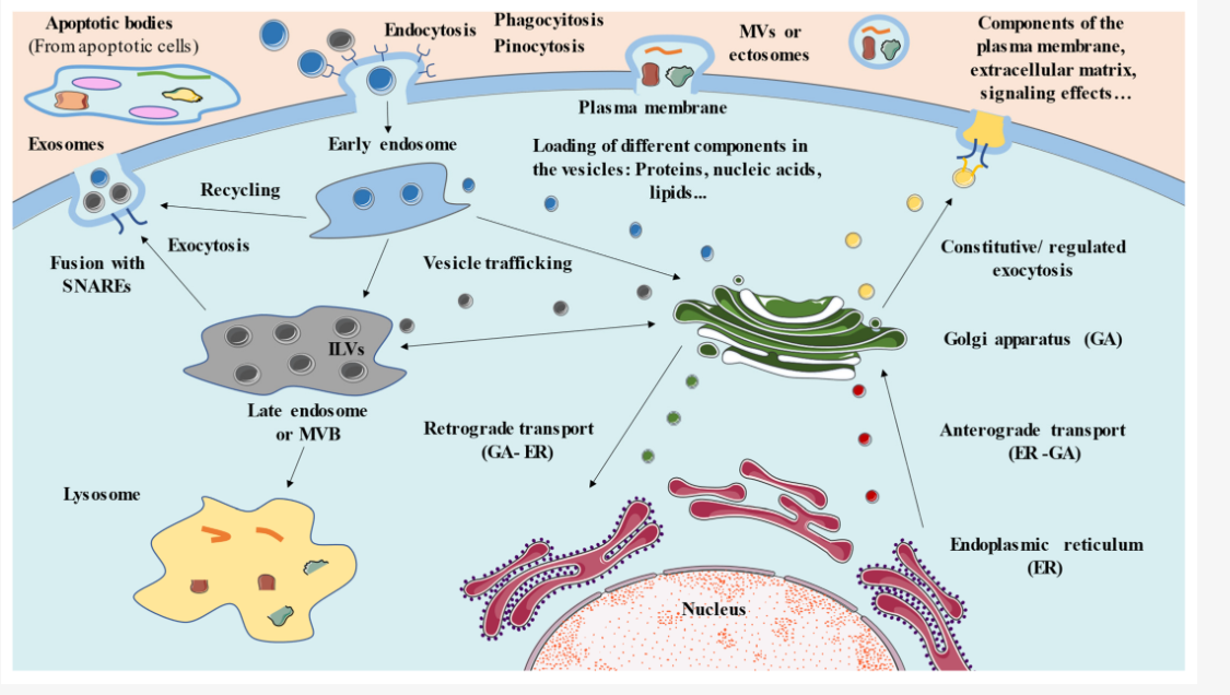 <ul><li><p><strong>Leaflets</strong> (the two halves of the bilayer) maintain their relative orientation during transport</p></li><li><p><strong>Cytosolic Leaflet:</strong> The half of the membrane that faces the cytosol while it is part of the ER will <strong>always face the cytosol</strong>, even after it is transported to the plasma membrane.</p></li><li><p><strong>Exoplasmic Leaflet:</strong> The half that faces the "inside" (lumen) of the ER becomes the "inner" leaflet of the transport vesicle. When that vesicle fuses with the plasma membrane, this leaflet will face the <strong>exterior of the cell</strong>.</p></li></ul><p></p>