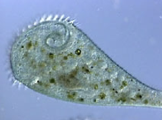 <p>(Phylum Ciliophora)</p>