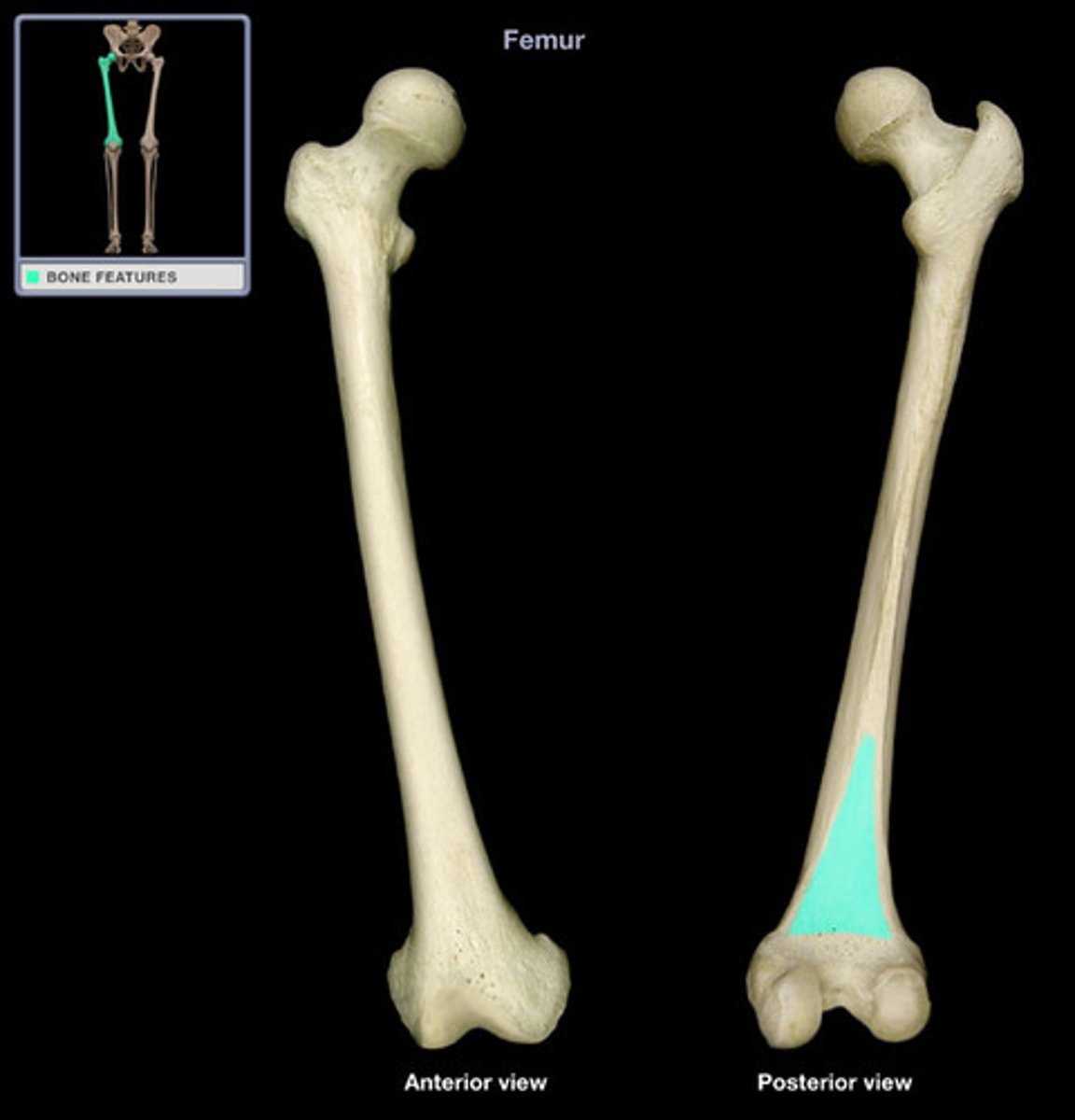 <p>Femur</p>