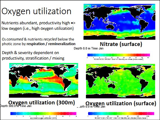 <p>-high nutrient availability and high productivity as surface = low oxygen </p><p>-O2 is consumed and nutrients are recycled below the photic zone by respiration / remineralization</p><p>-depth and severity depend on productivity, stratification / mixing</p>