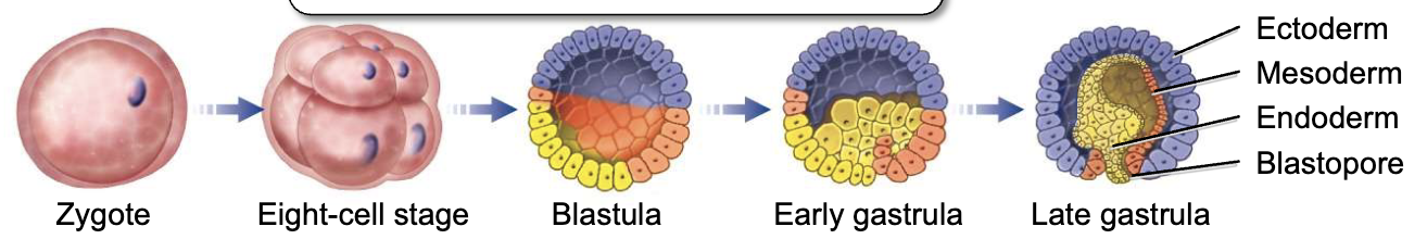 <p>m: third germ tissue, called the mesoderm, differentiates along with the ectoderm and endoderm, mesoderm evolved after endoderm and ectoderm</p><p>d: inner endoderm and the outer ectoderm layers give rise to the adult body</p><p>t: endoderm, ectoderm and mesoderm</p>
