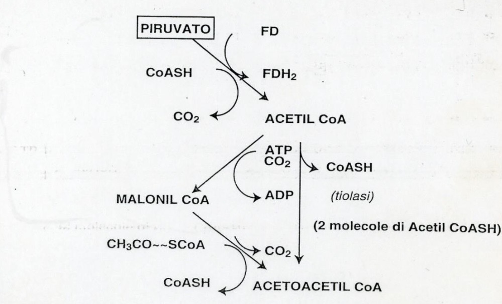 <p><strong><span>Fase di condensazione della fermentazione butirrica.</span></strong></p><p></p>