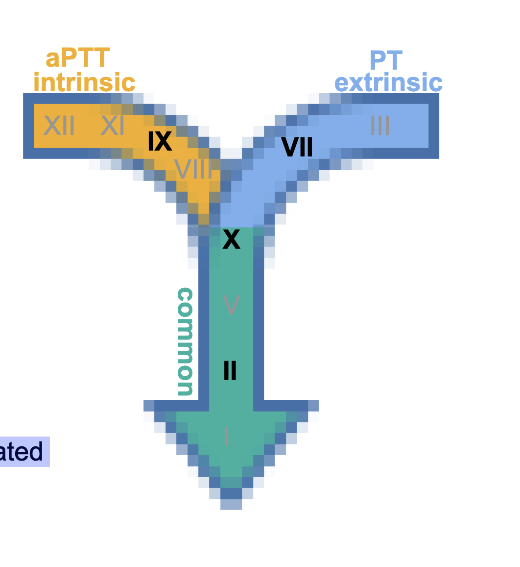 <p>PROTIENS THAT NEED VIT K</p><p>II, VII, IX, X</p><p>• Protein C, Protein S</p><p>⚬ (inhibit coag)</p><p>• synthesized by liver</p><p>•<strong> all found in serum EXCEPT II (prothrombin)</strong></p><p>•<strong><u> Vitamin K enables Ca²⁺-dependent binding to activated</u></strong></p><p><strong><u>platelet membranes</u></strong></p>