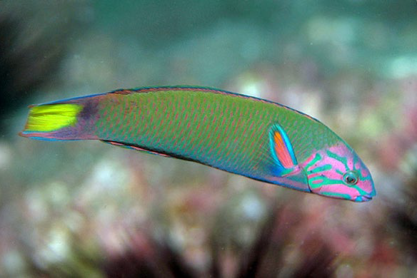 <p>Thalassoma lunare </p>