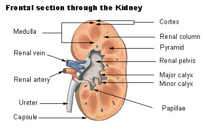 <p>Renal pelvis formed form</p>