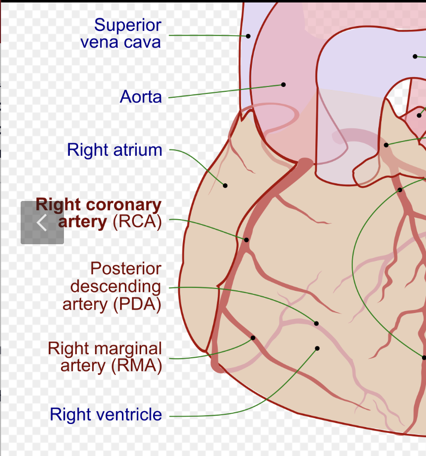 <p>Right marginal artery and posterior descending artery</p>