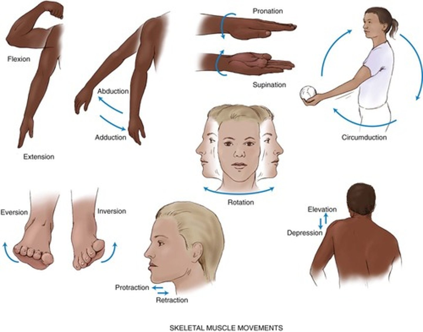 <p>flexion (bend limb at joint)</p><p>extension (straightening limb at joint)</p><p>abduction (move body part away from midline)</p><p>adduction (move body part towards midline)</p><p>pronation (turn forearm so palm is down)</p><p>supination (turn forearms to palm is up)</p><p>circumduction (move arm in circle around shoulder)</p><p>inversion (move sole of foot inward at ankle)</p><p>eversion (move sole of foot outward at ankle)</p><p>rotation (move head around central axis)</p><p>protaction (move body part forward, parallel 2 ground)</p><p>retraction (move body part backward, parallel 2 ground)</p><p>elevation (raising body part)</p><p>depression (lowering body part)</p>
