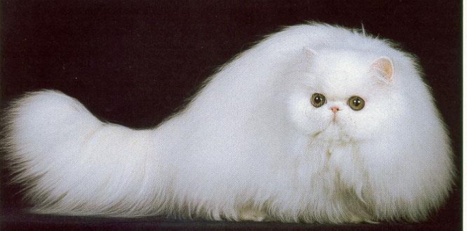 <p> A flat-faced, long-haired cat breed with a stocky body</p>