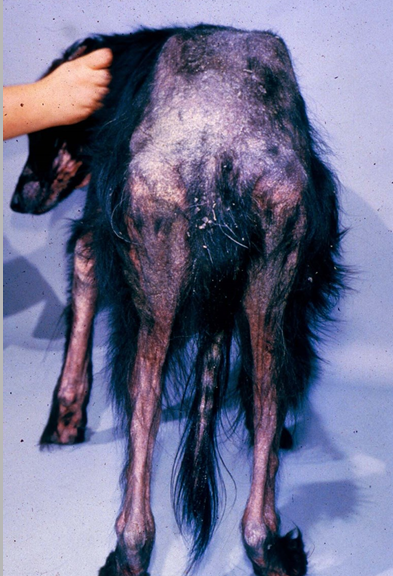 <p>Red mange w/ dry flaky skin </p><p>• Erythema - around elbows, boney projections of body</p>