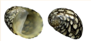 <p><strong>FILO<br>CLASE</strong><br><strong>SUBCLASE</strong><br><strong>FAMILIA</strong><br><strong>GÉNERO</strong><br><strong>NOMBRE COMÚN<br>CARACTERÍSTICAS</strong><br><strong>RÁDULA<br>ALIMENTACIÓN<br>HÁBITAT</strong></p>