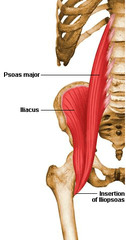 <p>anterior rami L1-L3</p>
