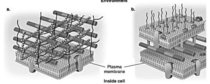 <p>In the figure, which diagram of a cell wall is decolorized by a brief exposure to alcohol?</p>
