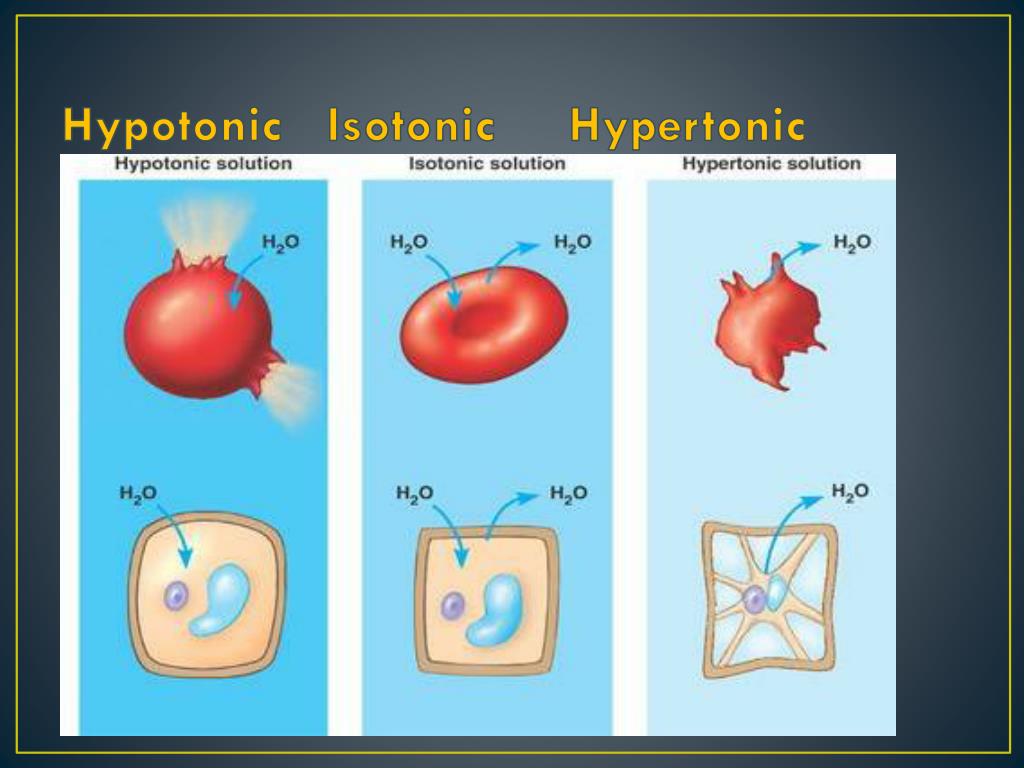 <p>Lower concentration of non-permeating solutes than the intracellular fluid (ICF). Absorb water, swell, and may burst - hypo </p><p>Higher concentration of nonpermeating solutes than the ICF, cells may lose water and shrivel, they can then die of torn membranes - hyper </p><p>Total concentration of nonpermeating solutes is same as ICF - no change in cell shape or volume - isotonic </p>
