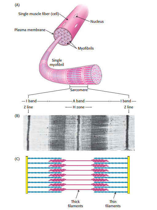 <ol><li><p>Proteins are linear polymers built of monomer unites called amino acids</p></li><li><p>Proteins contain a wide range of functional groups</p><ol><li><p>functional groups (e.g. alcohols, thiols, thioethers, carboxylic acids, carboxamides, basic groups, etc.)</p></li><li><p>often chemically reactive </p></li><li><p>when combined in various sequences (array of functional groups accounts for broad spectrum of protein functions)</p></li></ol></li><li><p>Proteins can interact with one another &amp; with other biological macromolecules to form complex assemblies</p><ol><li><p>proteins in assemblies can act synergistically (generate capabilities that individual proteins may lack)</p></li></ol></li><li><p>Some proteins are quite rigid, whereas others display considerable flexibility</p><ol><li><p>rigid units can function as structural elements in cytoskeleton or connective tissue</p></li><li><p>proteins (flexibility): act as hinges, springs, levels </p></li><li><p>conformational changes within proteins → enable regulated assmebly of larger protein complexes &amp; transmittion of info within and between cells (e.g. lactoferrin undergoes conformational change on binindg iron - allows other molecules to distinguish between ion-free and iron-bound forms)</p></li></ol></li></ol><p></p>