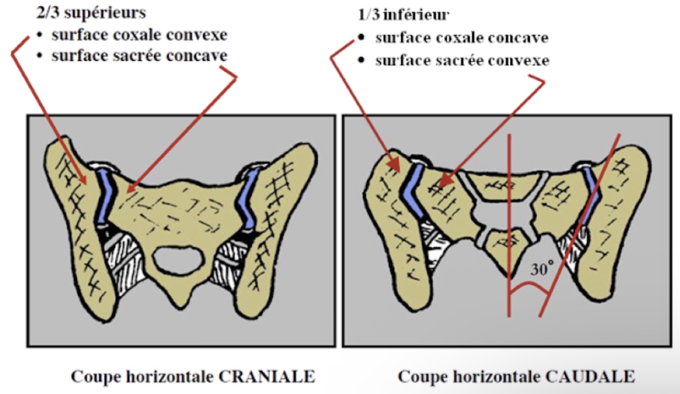 <p>FAUX : concave dans son 1/3 inf // surface sacrée convexe dans le 1/3 inf</p>