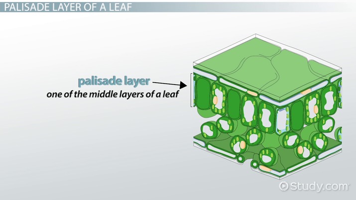 <ul><li><p>Many chloroplasts and located at the top of the leaf for most light available and increase in photosynthesis rate</p></li></ul><p></p>