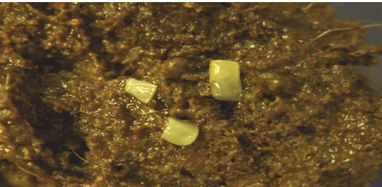 <p>You see proglottids in stool after treating a cat for tapeworms. Why?</p>