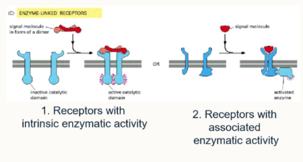 <ol><li><p>function directly as enzymes</p></li><li><p>directly associated with enzymes they activate</p></li></ol><p></p>