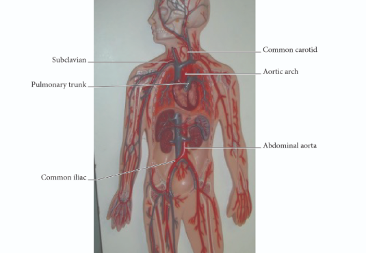 <p>correct answers</p>