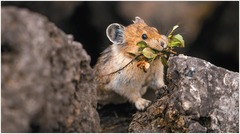 <p>Ochotonidae</p>