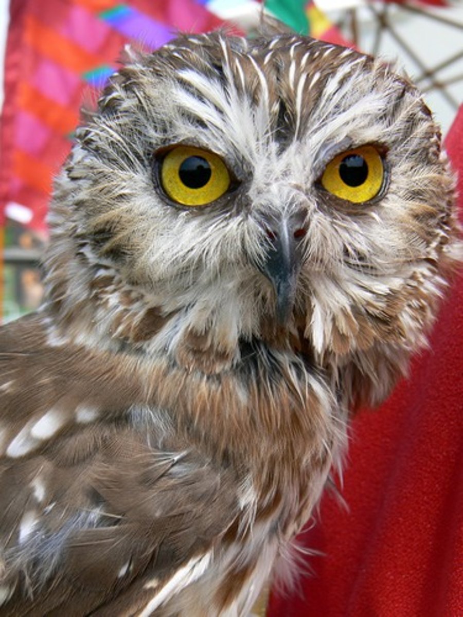 <p>to see</p>