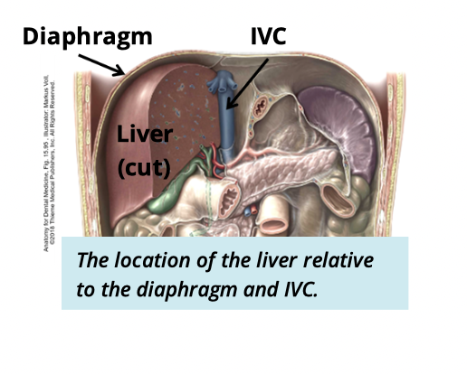 <ul><li><p>sit in the upper right abdominal quadrant </p></li><li><p>inferior to diaphragm</p></li><li><p>anterior to vena cava </p></li></ul><p></p>