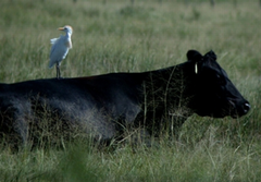 <p>An interaction in which one organism benefits and the other is unaffected (+/0).</p>