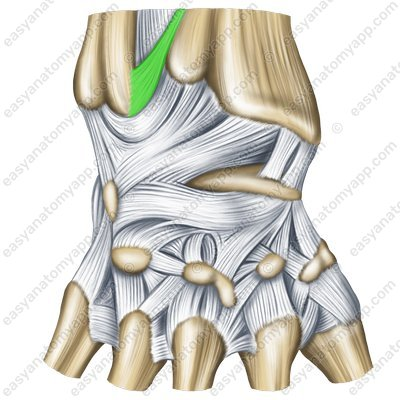 term image