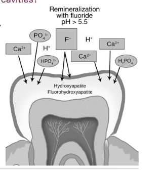 <ol><li><p>hydroxyapatite Ca10(PO4)6(OH)2 —> F- replaces hydroxy groups (OH-) —> Converts to fluoroapatite Ca10(PO4)6F2</p></li><li><p>F- helps supress bacteria’s ability to generate acids</p></li></ol><p></p>