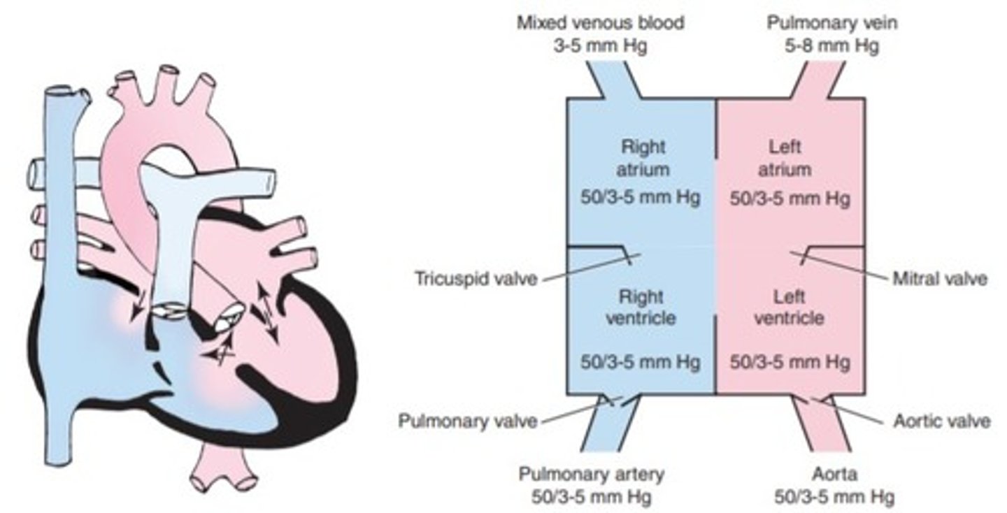 <p>a. Atrial septal defect</p><p>b. Hypoplastic left ventricular syndrome</p><p>c. Patent ductus arteriosus</p><p>d. Atrioventricular canal defect</p>