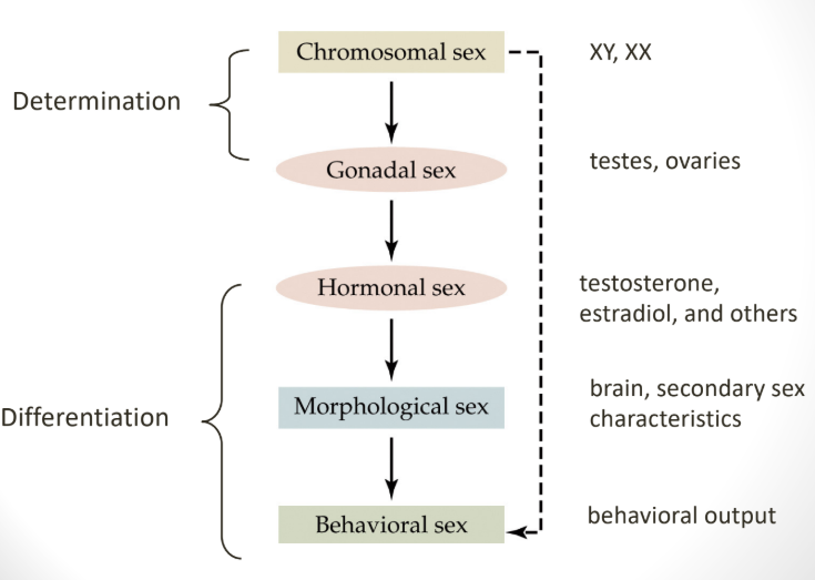 <p>the process by which individuals develop either male or female bodies and behaviors</p>