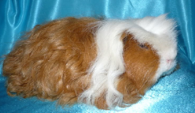 <p>welke type cavia is dit</p>