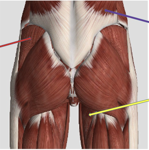 <p><span>Identify the muscle at the tip of the red arrow</span></p>