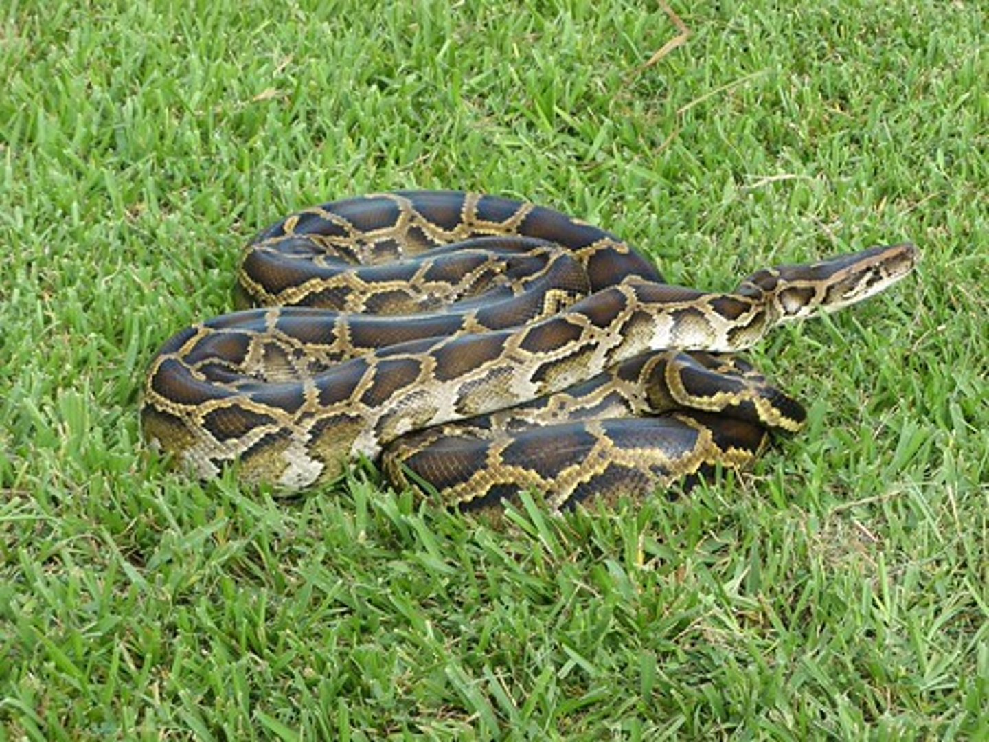 <p>an organism transported by humans—intentionally or accidentally—outside its natural geographic range</p>