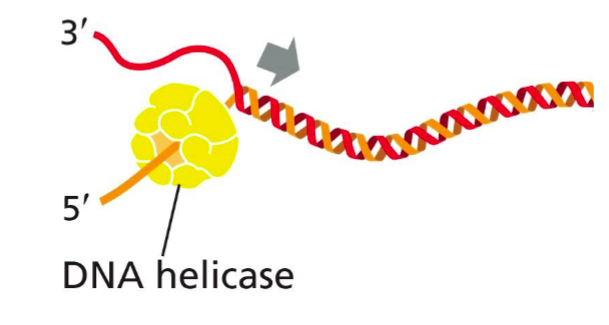 <p>Enzyme that unwinds the DNA double helix at the replication fork</p>