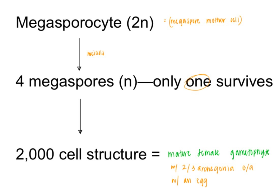 <ul><li><p>megasporocyte (2n) = megaspore mother cell → meiosis → 4 megaspores (n) (<strong>only 1 survives</strong>) → 2,000 cell structure = <span style="color: green;">mature female gametophyte</span> with 2/3 archegonia each with an egg </p></li></ul><p></p>