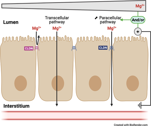 <p>If an ion moves between 2 renal tubule cells to enter the PCT, it is using</p><p>A: Autocrine transport</p><p>B: Transcellular transport</p><p>C: Paracellular transport</p><p>D: Symport</p>