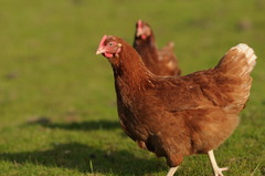 <p>A female farm bird that lays eggs is a _____.</p>