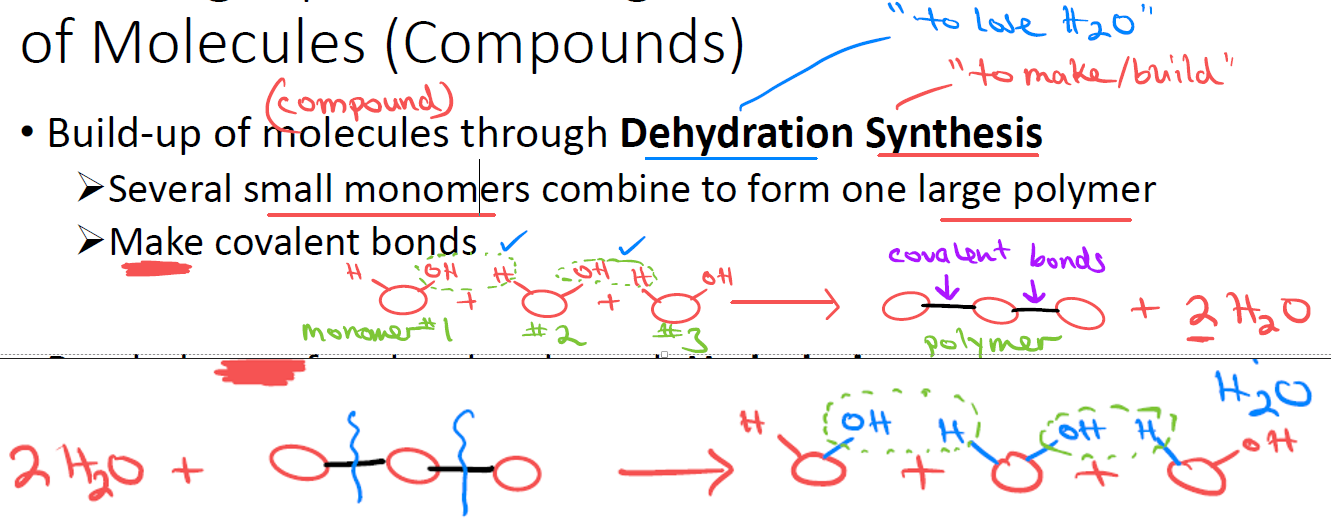 <p class="font-claude-response-body break-words whitespace-normal">They are opposites.</p><ul><li><p>Dehydration Synthesis: small monomers → polymer + H₂O released.</p></li><li><p>Hydrolysis: polymer + H₂O input → monomers.</p></li></ul><p></p>