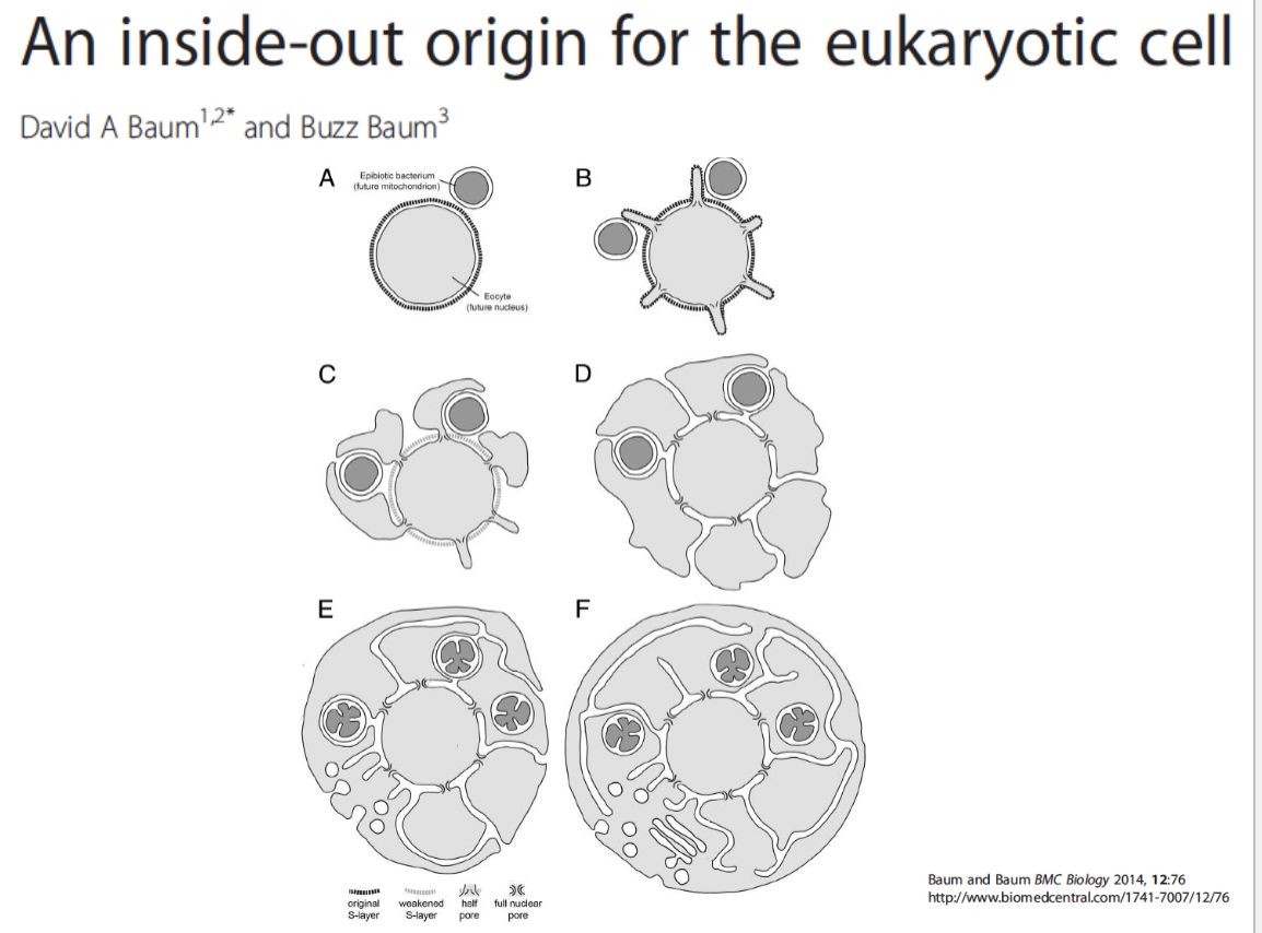 <ul><li><p>blebs extend out —> engulf other organisms </p></li><li><p>perhaps how nuclear pore complex developed…still unknown </p></li></ul><p></p>