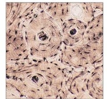 <p>What tissue is this?</p>