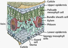 <p>the part of the leaf above the palisades layer; coated by cuticle</p>