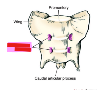 <p>Q: In addition to blood vessels, the …… transmit the ventral branches of the first two sacral nerves. </p><p>A. Dorsal Sacral Foramina </p><p>B. Pelvic Sacral Foramina </p><p>C. Transverse Foramina </p><p>D. Lateral Vertebral Foramina</p>