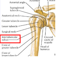 <p>Origin: spinous processes from T7 to sacrum, iliac crest, lower ribs, posterior lamella of thoracolumbar fascia</p>